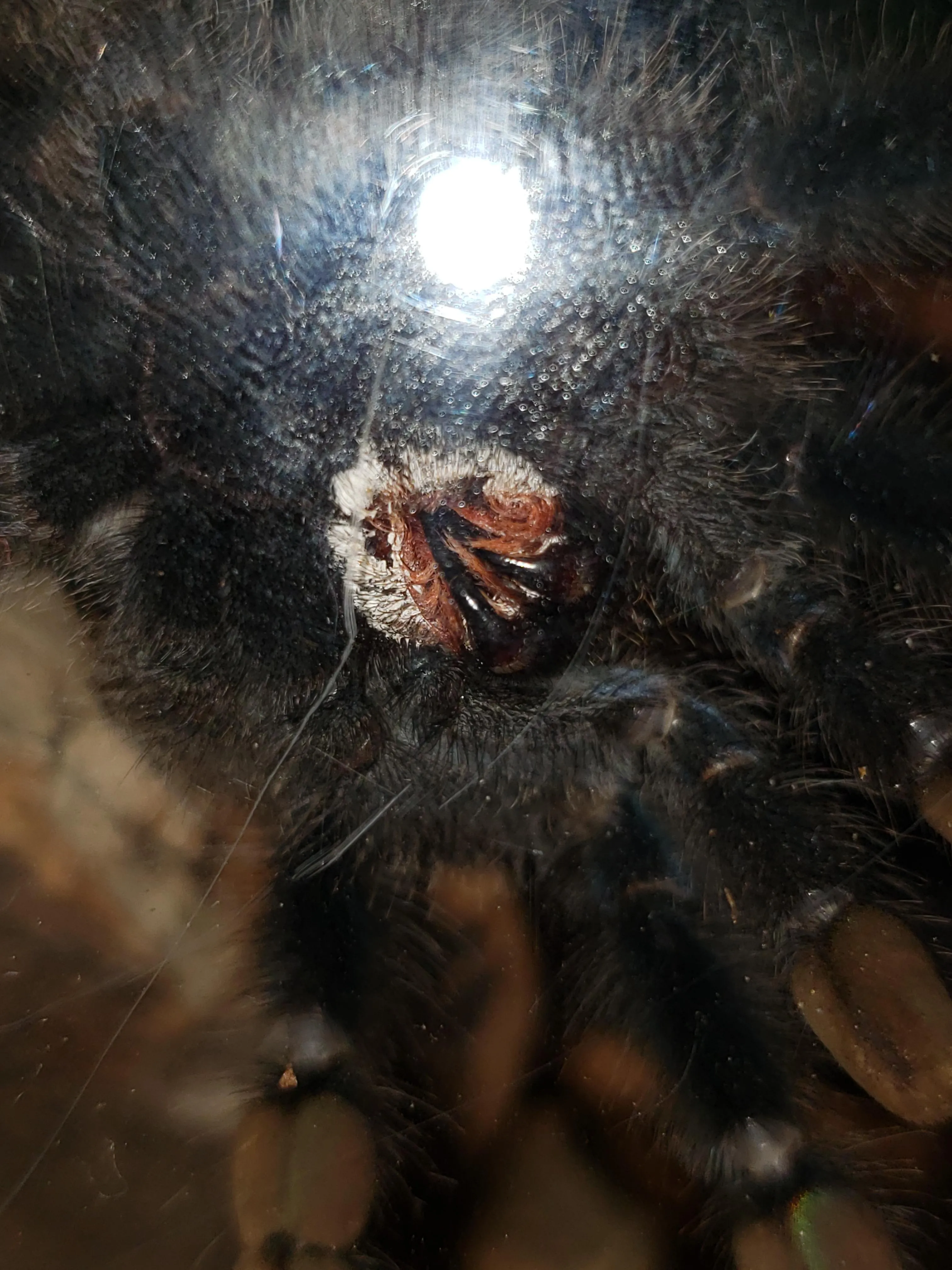 19338 tarantula healthy tank