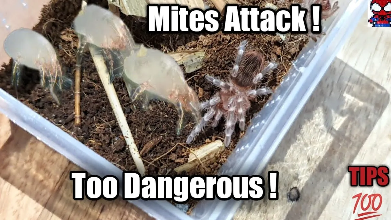 19338 tarantula mite close up
