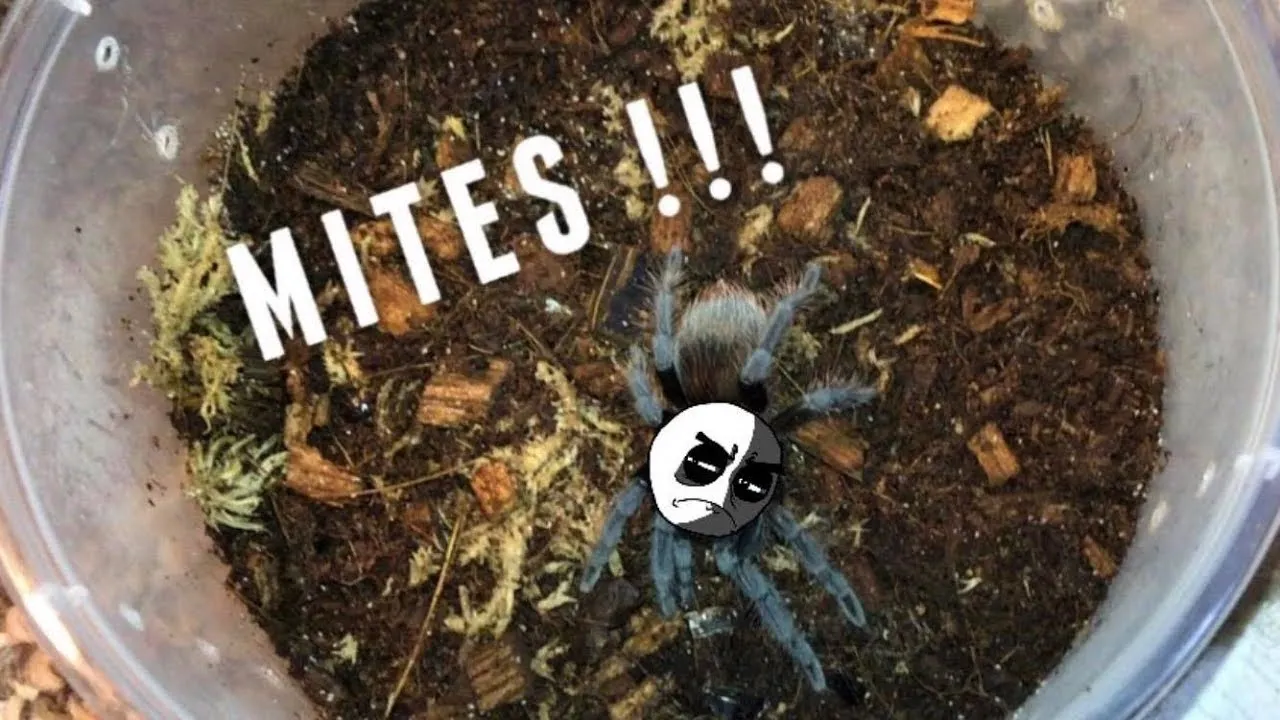 19338 tarantula mites identification