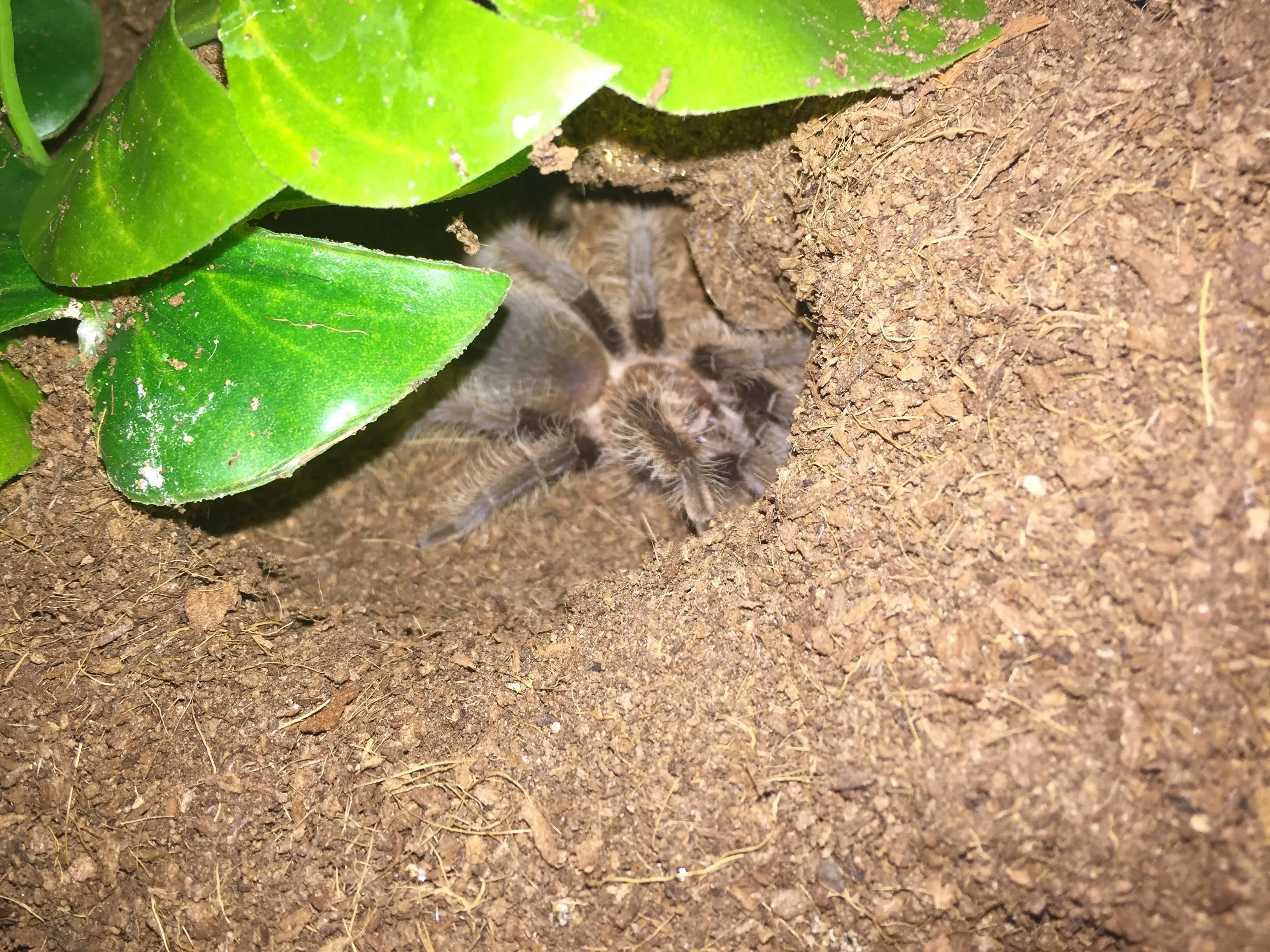 19340 albopilosum tarantula feeding