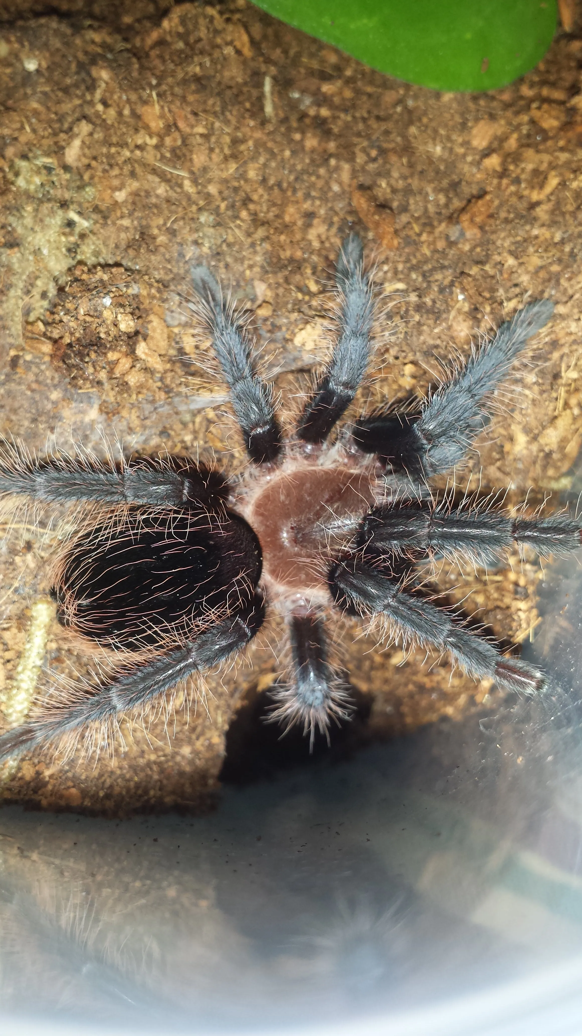 19340 albopilosum tarantula habitat