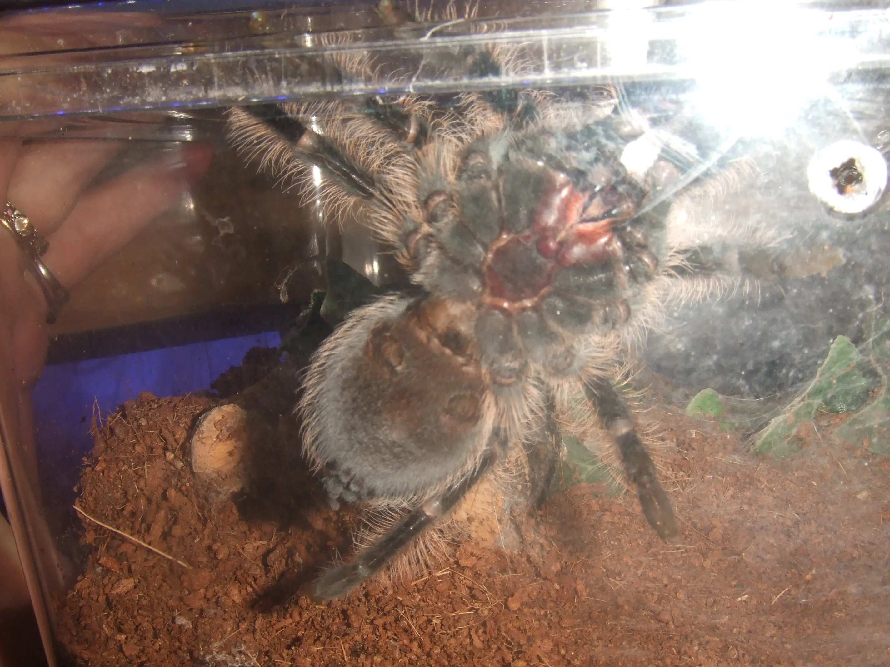 /img/19340-albopilosum-tarantula-health.webp