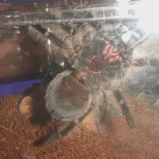 /img/19340-albopilosum-tarantula-health.webp