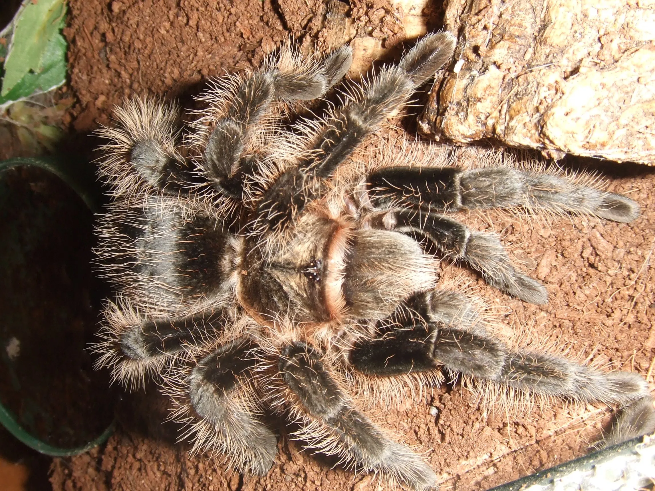 19340 albopilosum tarantula molting