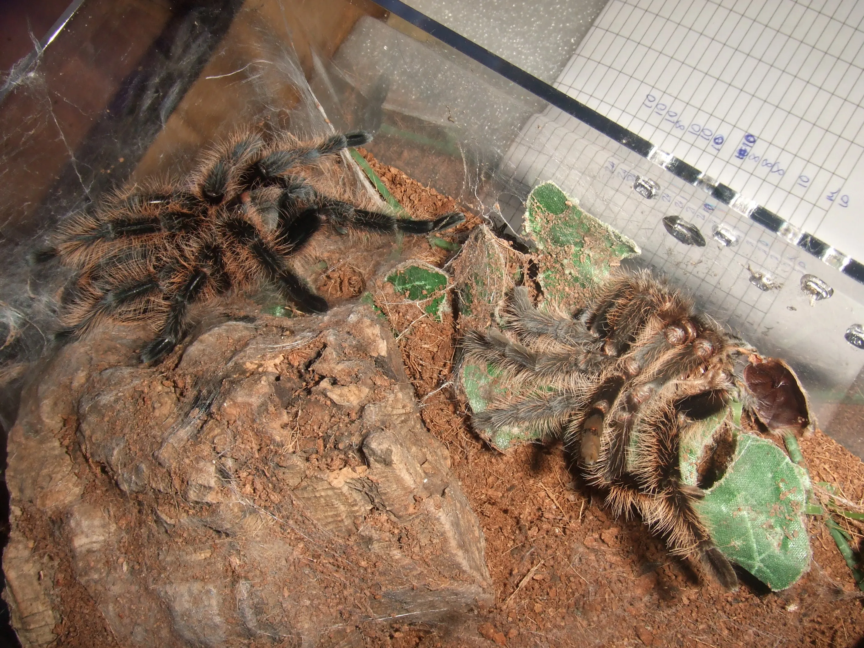 19340 albopilosum tarantula watering