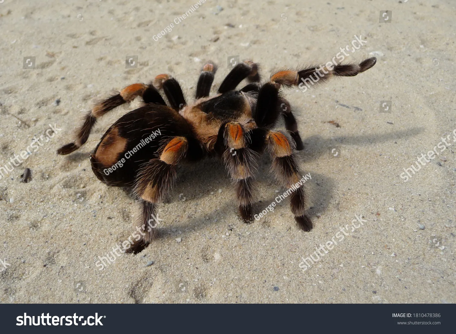 19341 red belly tarantula feeding