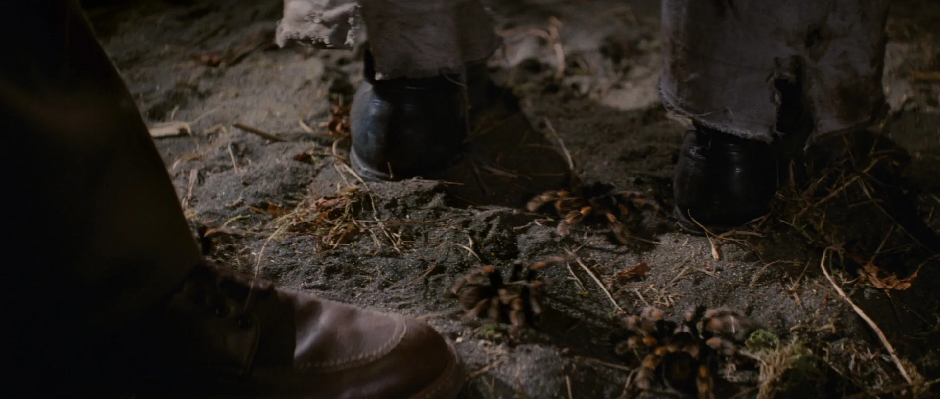 19343 tarantula species identification