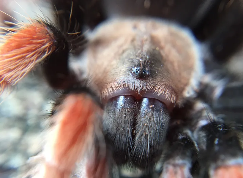 19344 tarantula bite