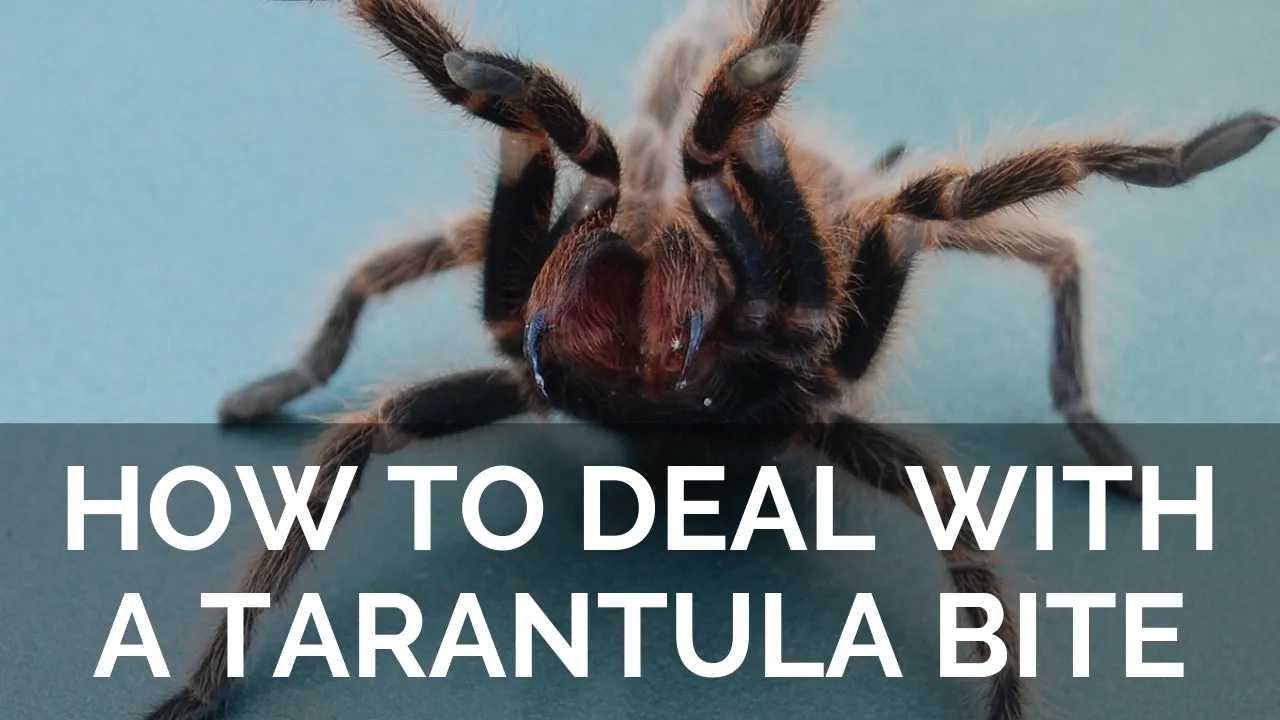 /img/19344-tarantula-defensive.webp
