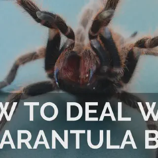/img/19344-tarantula-defensive.webp