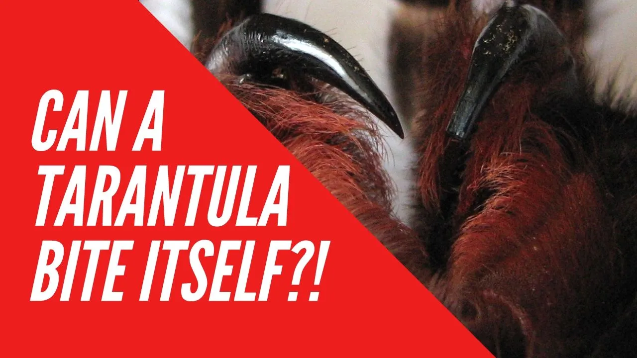 19344 tarantula fangs