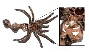 /img/19345-tarantula-feeding-post-molt.webp