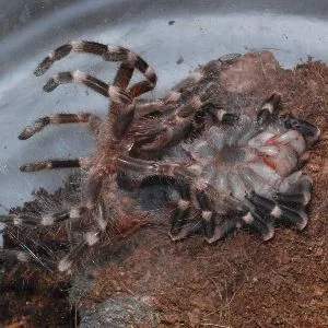 19345 tarantula humidity