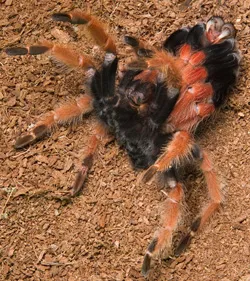 19345 tarantula molting overview