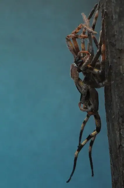 19345 tarantula premolt signs