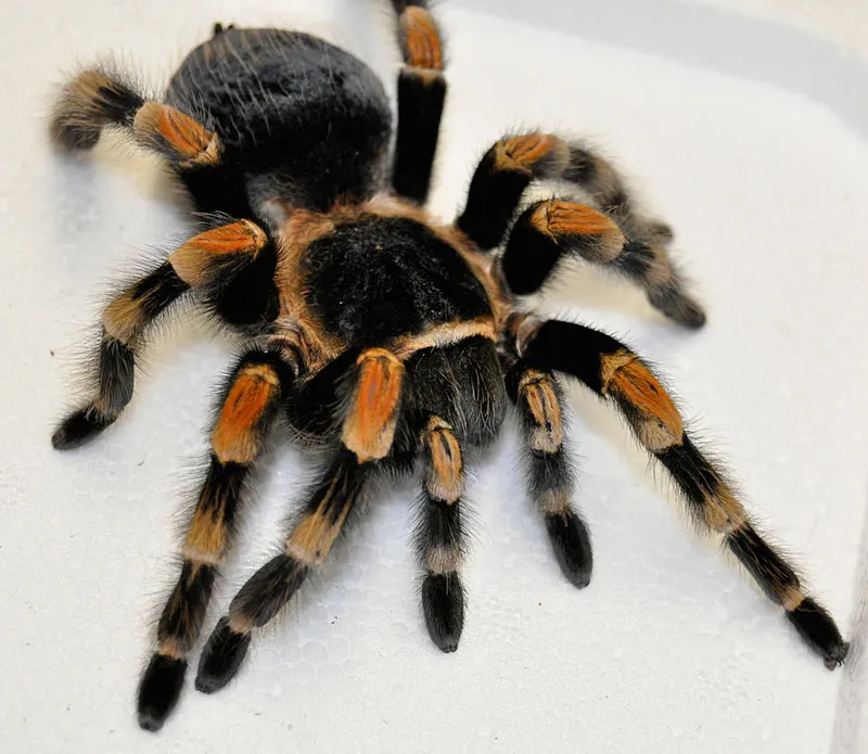 /img/19346-healthy-tarantula.webp