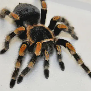 /img/19346-healthy-tarantula.webp