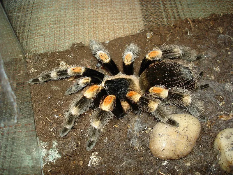 19346 tarantula prey