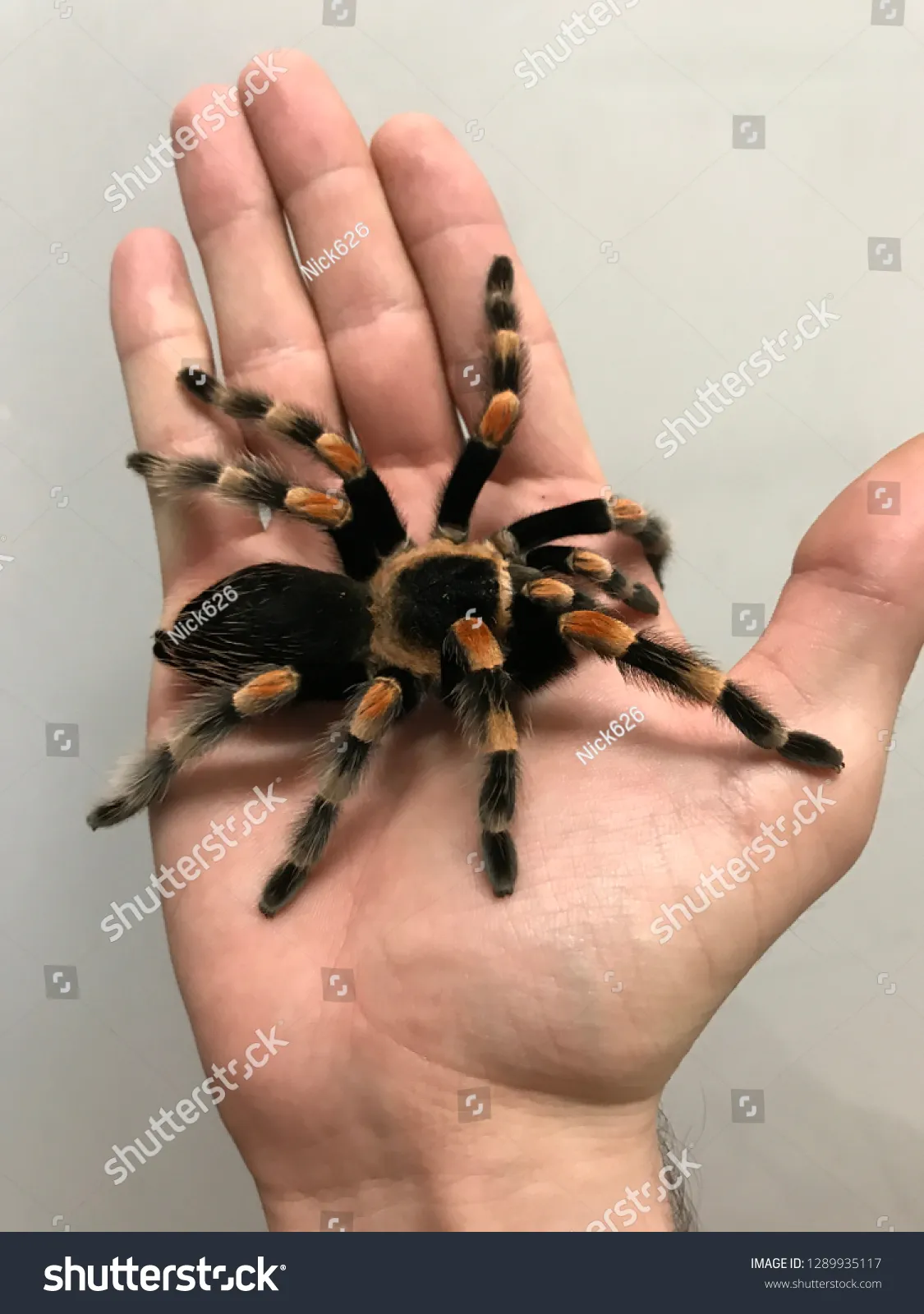 19346 tarantula stress