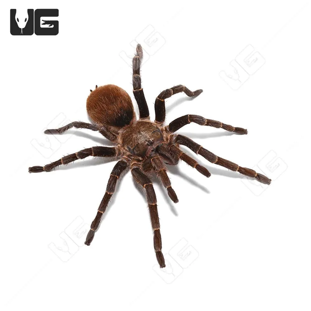 19347 amazon rainforest