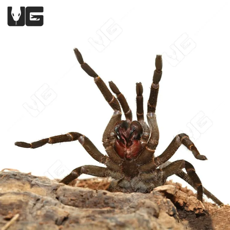 19347 bird eating tarantula overview