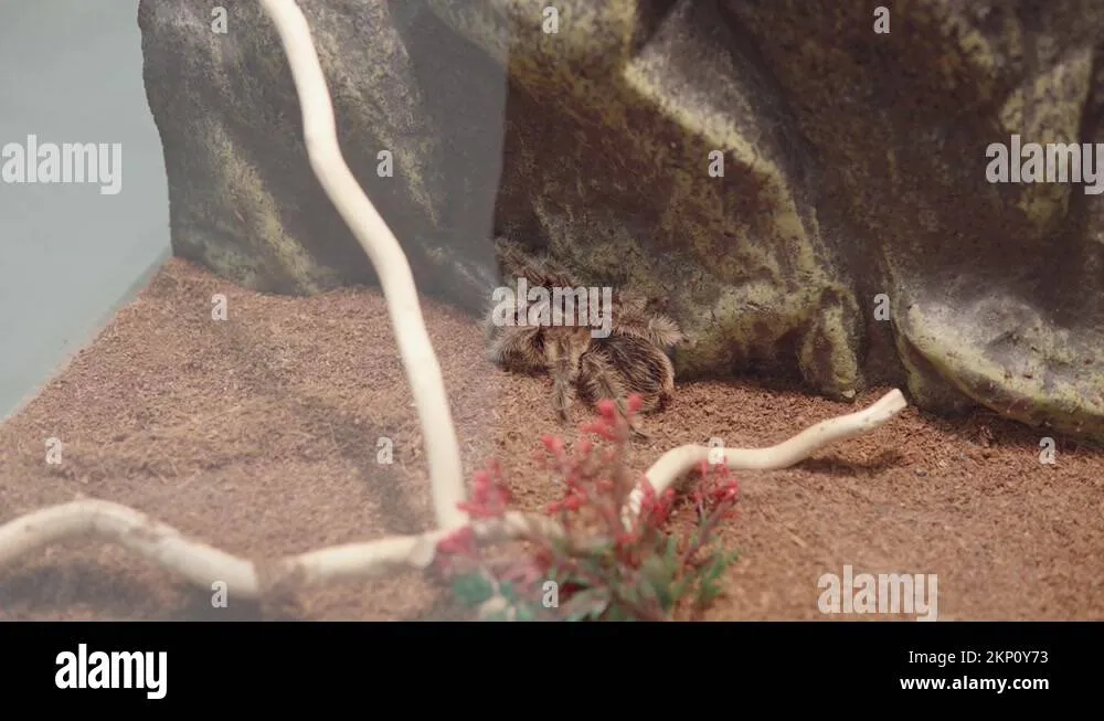 19347 pantanal wetlands