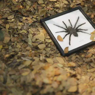 /img/19347-tarantula-conservation.webp