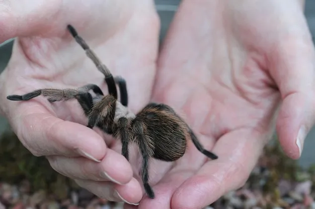 19348 tarantula appearance