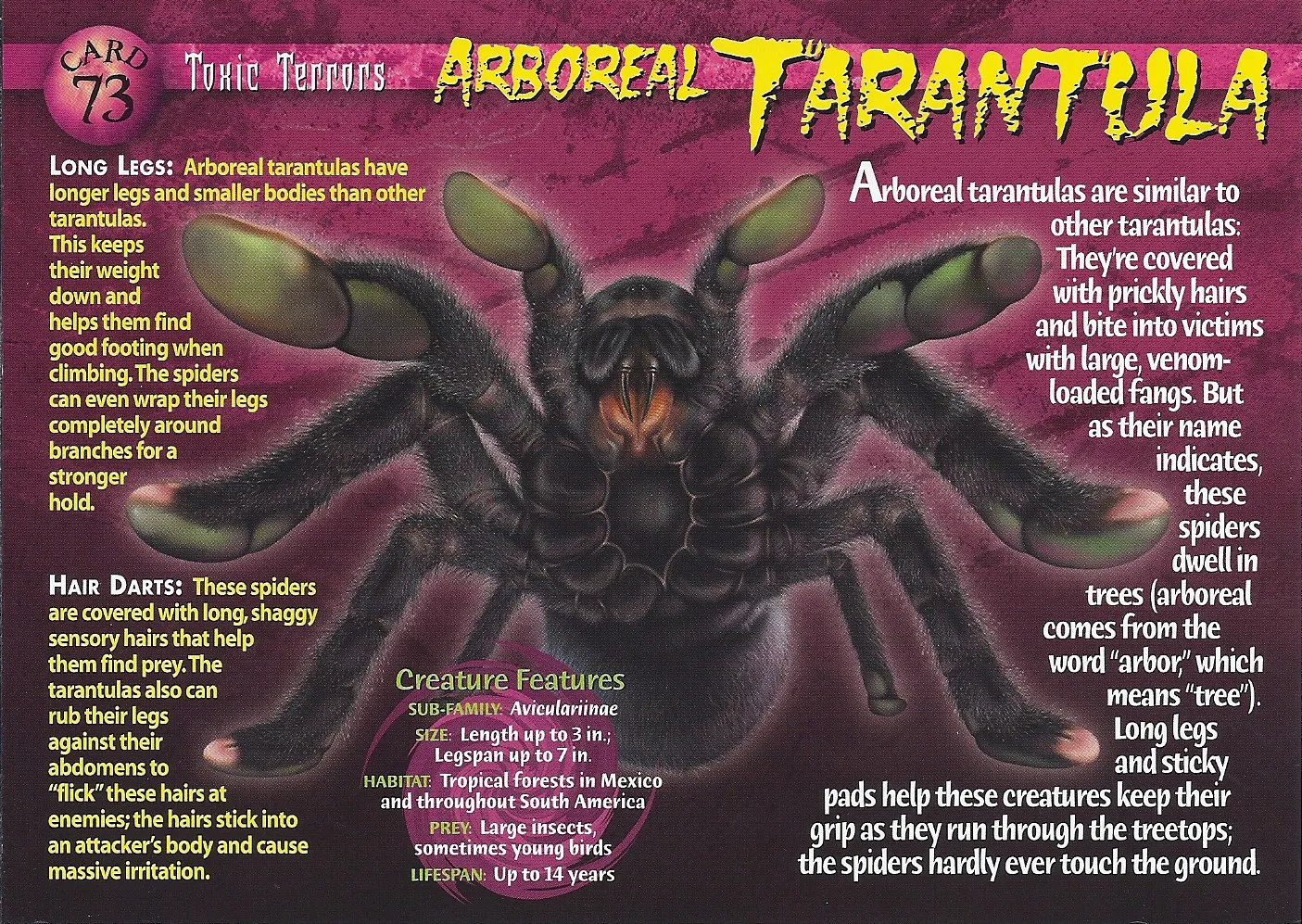 19348 tarantula eating