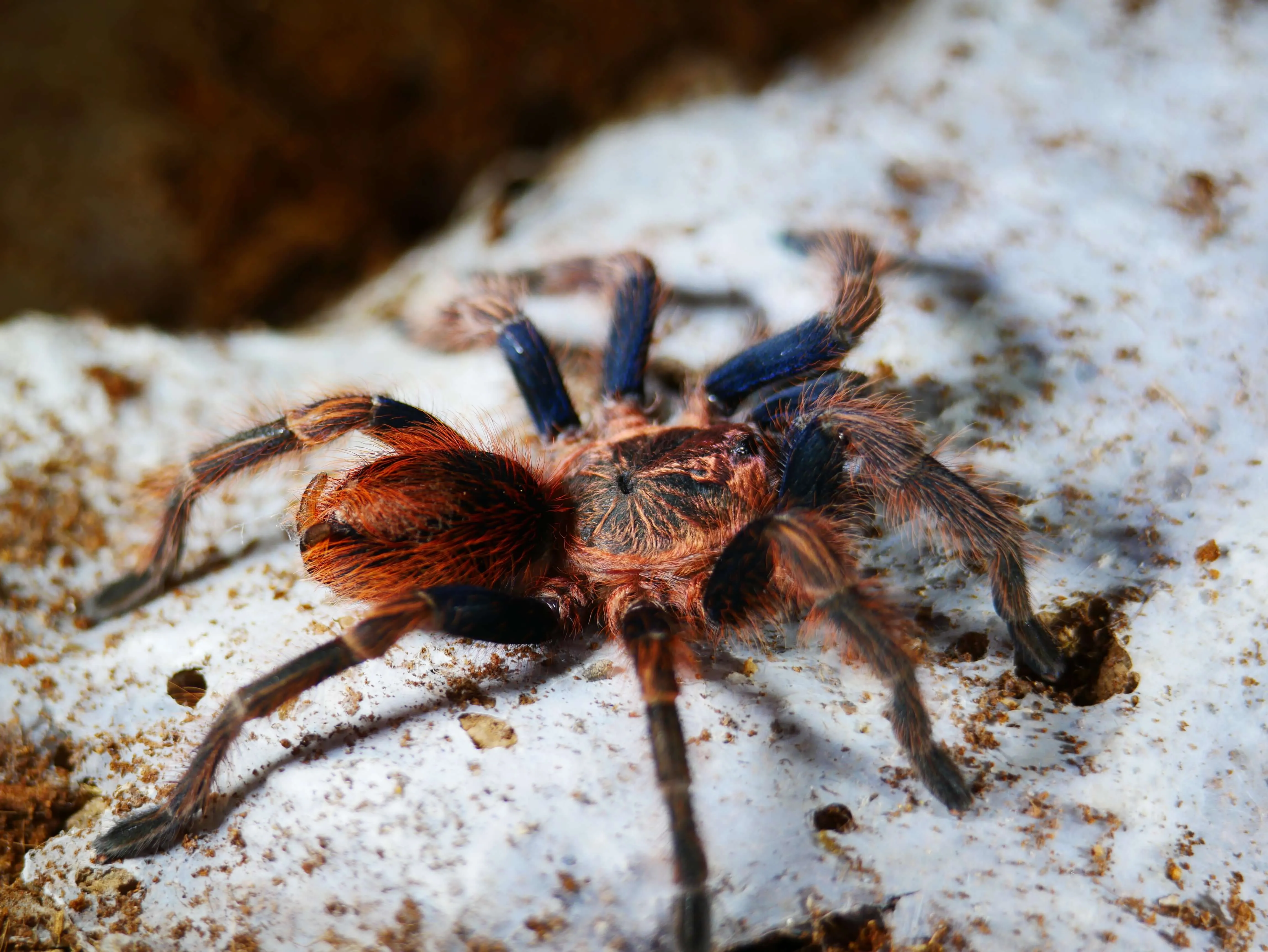 /img/19348-tarantula-pet.webp