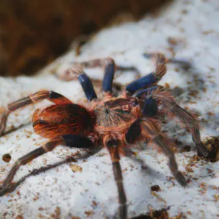 /img/19348-tarantula-pet.webp