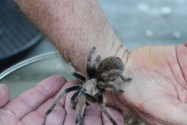 19348 tarantula species