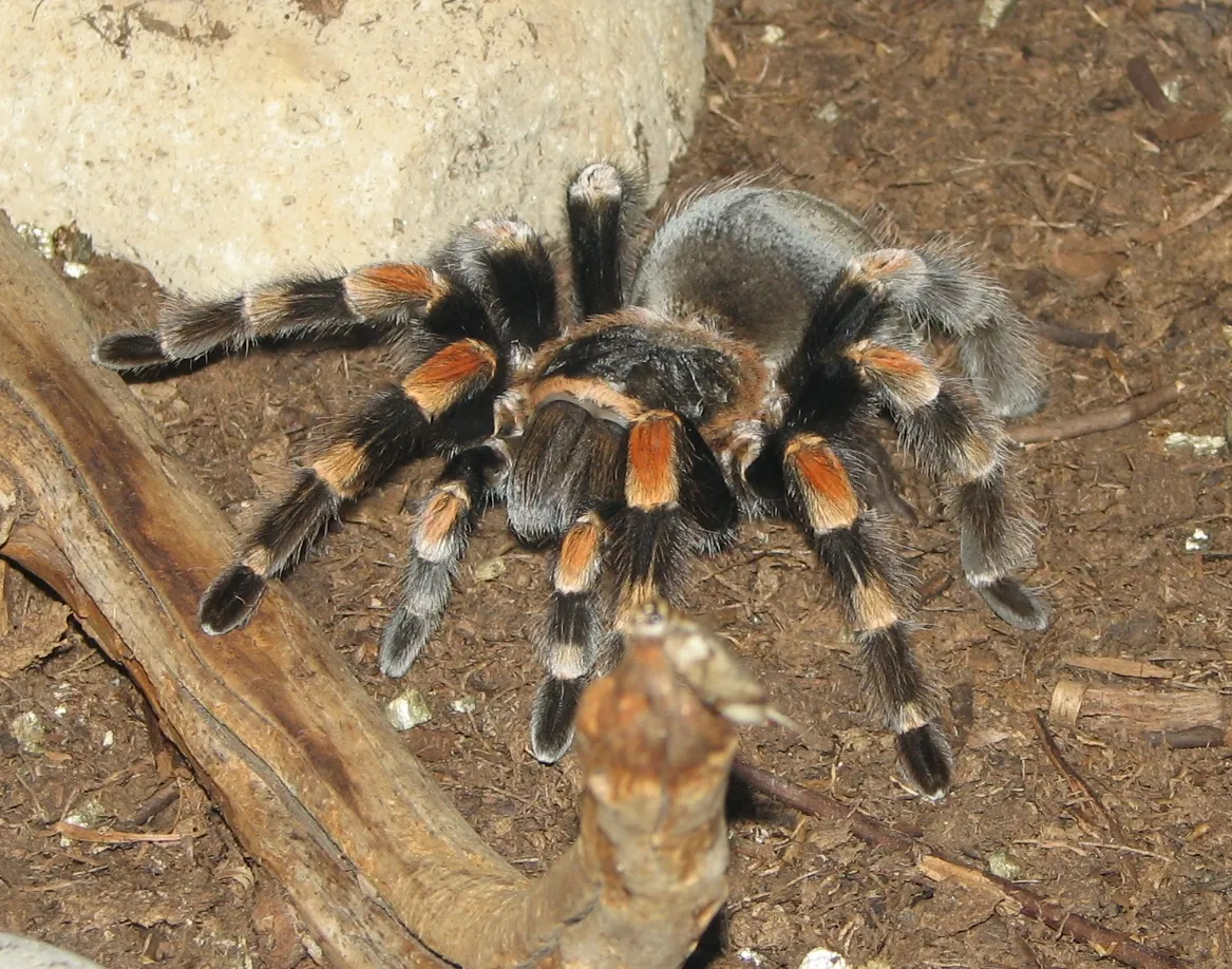 19349 tarantula species research