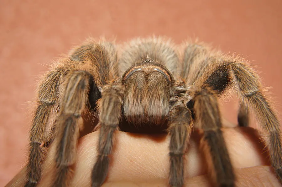 19353 healthy tarantula
