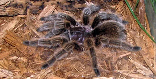 /img/19353-online-tarantulas.webp