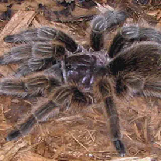 /img/19353-online-tarantulas.webp
