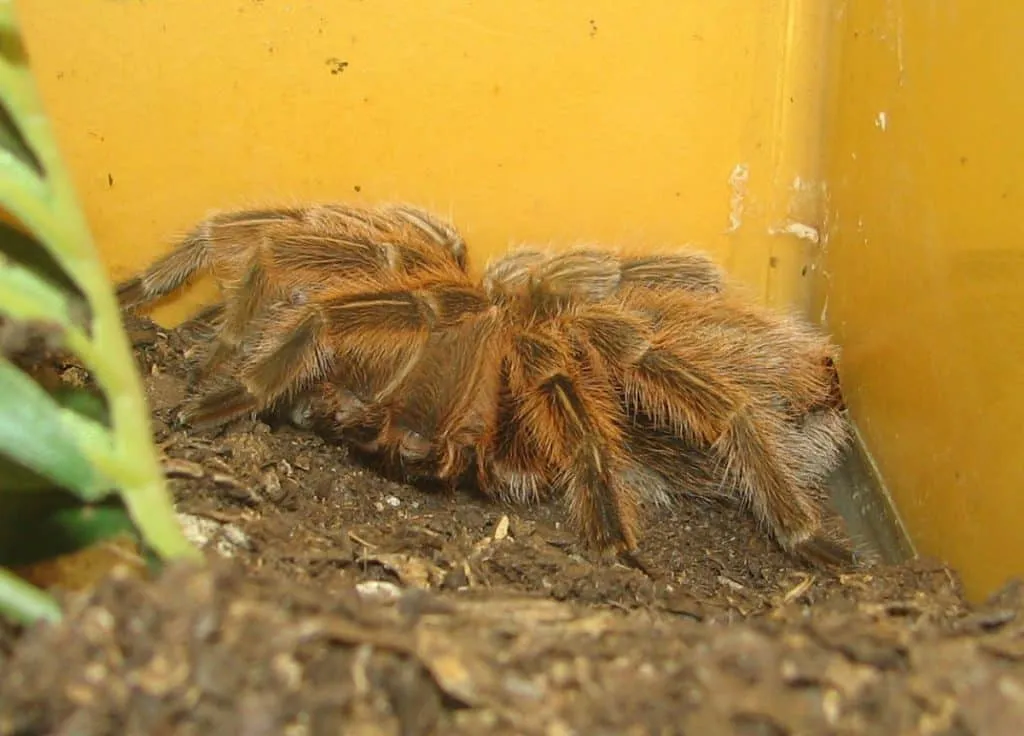 19353 pet store tarantulas