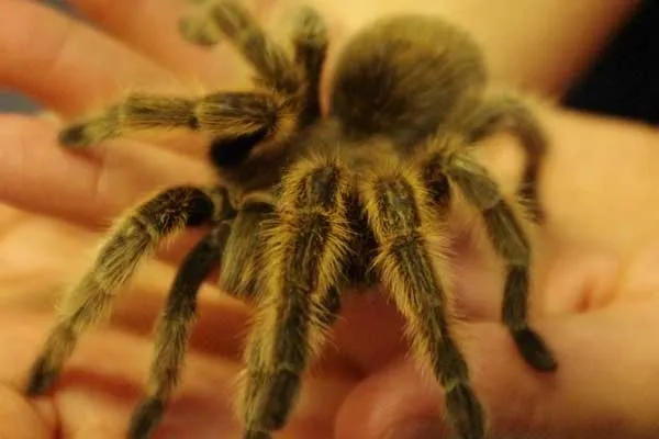 19353 tarantula feeding