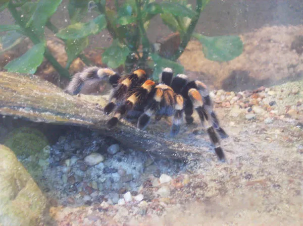 19354 mexican red knee abdomen details