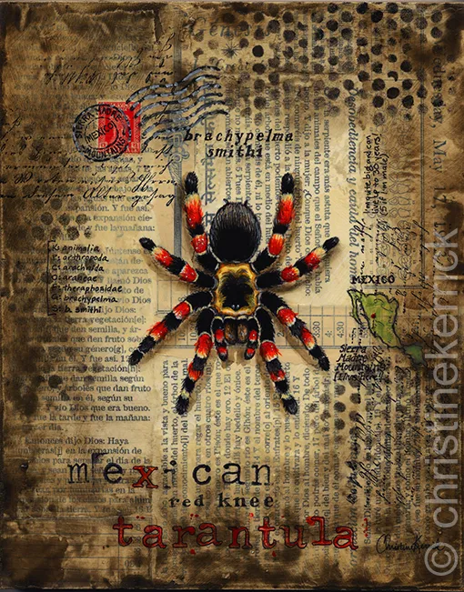 19354 mexican red knee body outline