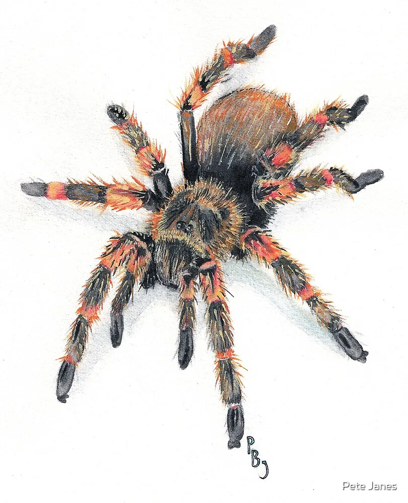 19354 mexican red knee texture drawing