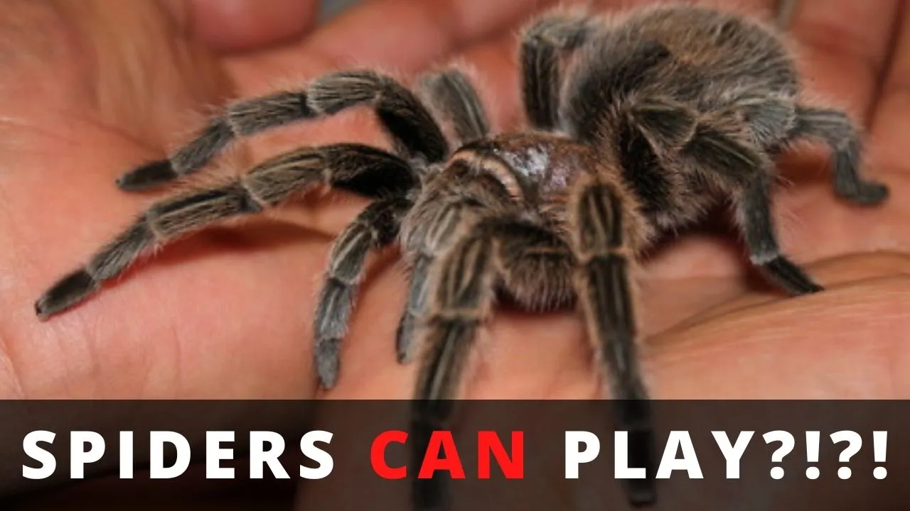 19355 tarantula pet lifespan