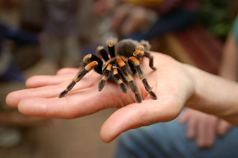 19355 tarantula pet species