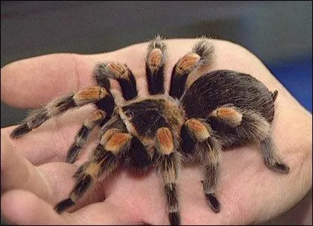 /img/19355-tarantula-pet-thriving.webp
