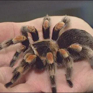 /img/19355-tarantula-pet-thriving.webp