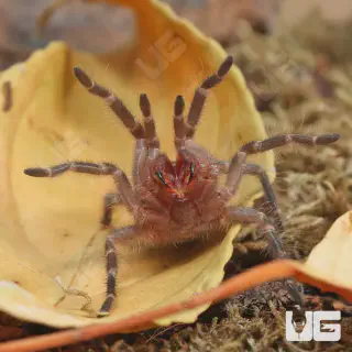 /img/19357-golden-knee-tarantula-sling-conclusion.webp