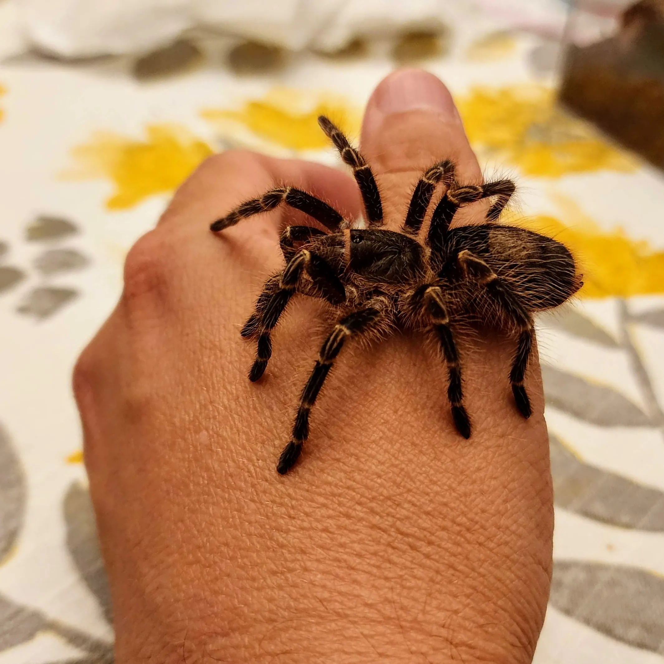 19357 golden knee tarantula sling feeding