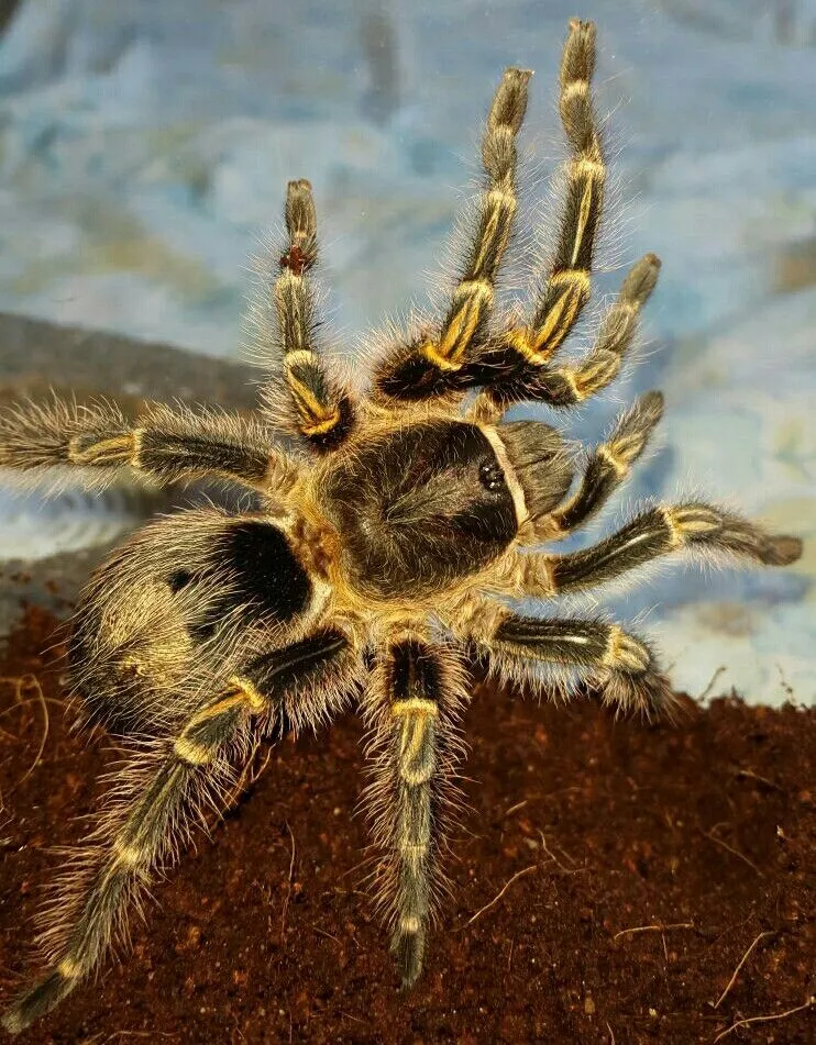 19357 golden knee tarantula sling water