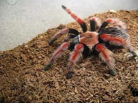 19360 tarantula molting