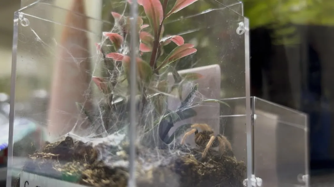 19360 tarantula prey